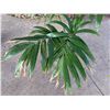 Image 4 : Potted Palm Plant Approx. 56"H