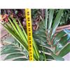 Image 5 : Potted Palm Plant Approx. 56"H