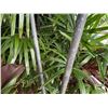 Image 5 : Qty 2 Metal Tiki Torches 77"H
