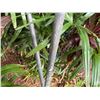 Image 6 : Qty 2 Metal Tiki Torches 77"H