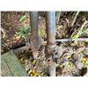 Image 7 : Qty 2 Metal Tiki Torches 77"H
