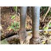 Image 9 : Qty 2 Metal Tiki Torches 77"H