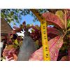 Image 11 : Qty 2 Metal Tiki Torches 82"H