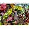 Image 3 : Qty 2 Metal Tiki Torches 82"H