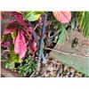 Image 6 : Qty 2 Metal Tiki Torches 82"H