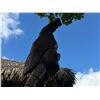 Image 9 : Tiki Statue w/ "HalfMan" Carved Approx. 16'H
