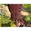 Image 5 : Tiki Statue on Metal Pole Stand 12" x 38" (Tiki), 68"H Total