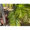 Image 11 : Qty 2 Metal Tiki Torches 60" & 84""H