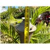 Image 14 : Qty 2 Metal Tiki Torches 60" & 84""H