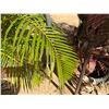 Image 4 : Qty 2 Metal Tiki Torches 60" & 84""H