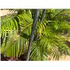 Image 7 : Qty 2 Metal Tiki Torches 60" & 84""H