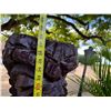 Image 9 : Tiki Statue on Metal Pole Stand 12" x 38" (Tiki), 71"H Total