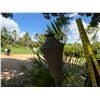 Image 11 : Qty 2 Metal Tiki Torches 60" & 80""H