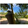 Image 12 : Qty 2 Metal Tiki Torches 60" & 80""H