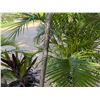 Image 4 : Qty 2 Metal Tiki Torches 60" & 80""H