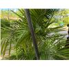 Image 8 : Qty 2 Metal Tiki Torches 60" & 80""H