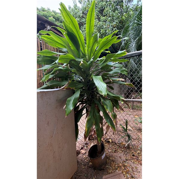Potted Plant 77"H
