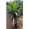 Image 1 : Potted Plant 77"H