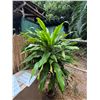 Image 2 : Potted Plant 77"H