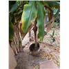 Image 3 : Potted Plant 77"H