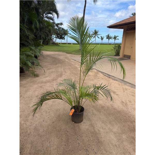 Potted Palm Plant Approx. 78"H