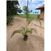 Image 1 : Potted Palm Plant Approx. 78"H