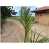 Image 2 : Potted Palm Plant Approx. 78"H