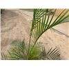Image 3 : Potted Palm Plant Approx. 78"H