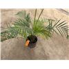 Image 4 : Potted Palm Plant Approx. 78"H