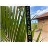 Image 5 : Potted Palm Plant Approx. 78"H