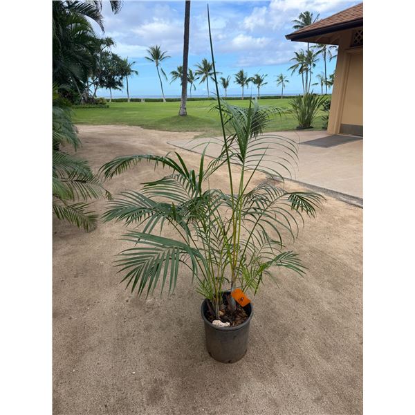 Potted Palm Plant Approx. 66"H