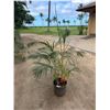 Image 1 : Potted Palm Plant Approx. 66"H