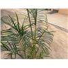 Image 3 : Potted Palm Plant Approx. 66"H