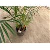 Image 4 : Potted Palm Plant Approx. 66"H