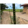 Image 5 : Potted Palm Plant Approx. 66"H