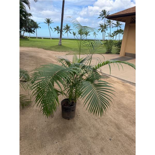 Potted Palm Plant Approx. 64"H