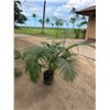 Image 1 : Potted Palm Plant Approx. 64"H