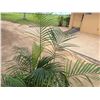 Image 2 : Potted Palm Plant Approx. 64"H