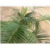 Image 3 : Potted Palm Plant Approx. 64"H