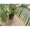 Image 4 : Potted Palm Plant Approx. 64"H