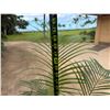 Image 5 : Potted Palm Plant Approx. 64"H