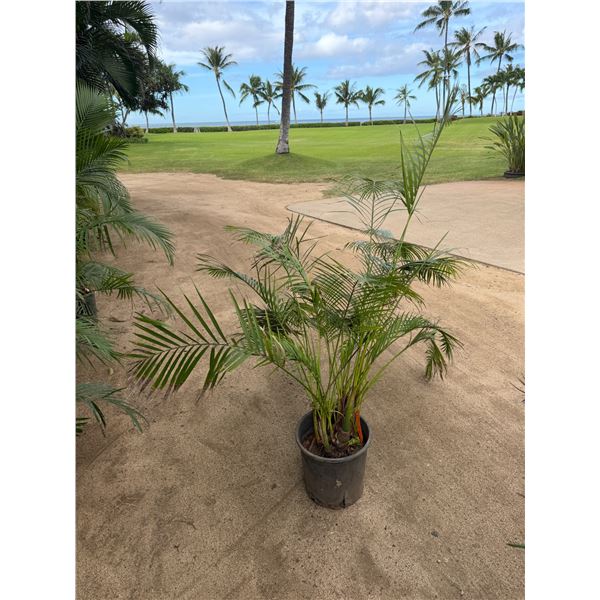 Potted Palm Plant Approx. 54"H