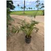 Image 1 : Potted Palm Plant Approx. 54"H