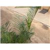 Image 2 : Potted Palm Plant Approx. 54"H