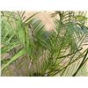 Image 3 : Potted Palm Plant Approx. 54"H