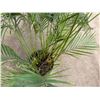 Image 4 : Potted Palm Plant Approx. 54"H
