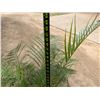 Image 5 : Potted Palm Plant Approx. 54"H