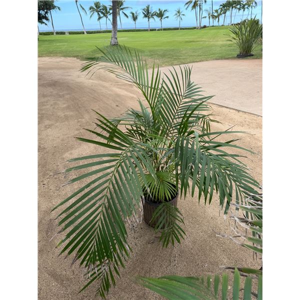 Potted Palm Plant Approx. 47"H