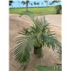 Image 1 : Potted Palm Plant Approx. 47"H