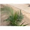 Image 2 : Potted Palm Plant Approx. 47"H